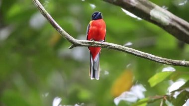 Sabah, Borneo Kızıl sırtlı trogon (Harpactes duvaucelii)