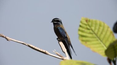 Borneo, Malezya bıyıklı treeswift (Hemiprocne comata)