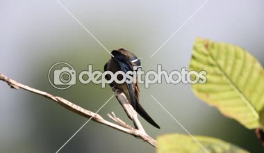 Borneo, Malezya bıyıklı treeswift (Hemiprocne comata)