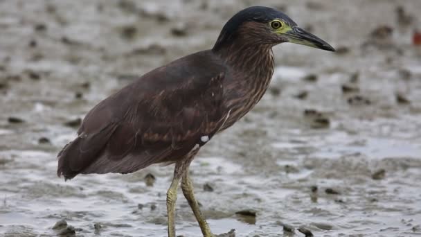 Garza Nocturna Nankeen Garza Nocturna Rufa Nycticorax Caledonicus Borneo Malasia — Vídeo de stock