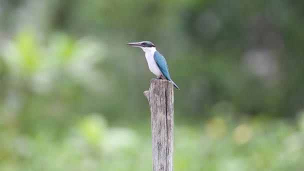 Kingfisher Con Collar Todiramphus Chloris Sabah Borneo Malasia — Vídeos de Stock