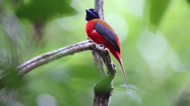 Trógono Escarlate Rumped Harpactes Duvaucelii Sabah Bornéu — Vídeo de Stock