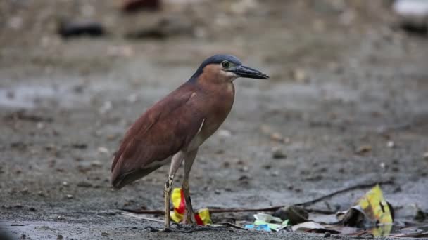 Nankin Night Heron Eller Rödbrun Night Heron Nycticorax Caledonicus Borneo — Stockvideo
