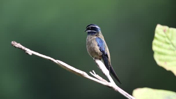 Wąsaty Treeswift Hemiprocne Comata Borneo Malezja — Wideo stockowe