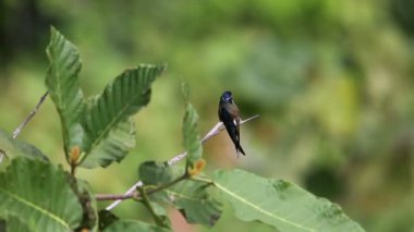Borneo, Malezya bıyıklı treeswift (Hemiprocne comata)