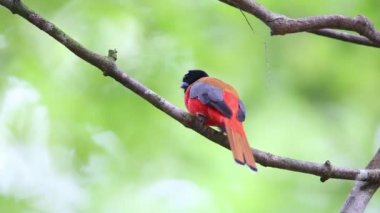 Sabah, Borneo Kızıl sırtlı trogon (Harpactes duvaucelii)