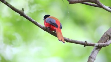 Sabah, Borneo Kızıl sırtlı trogon (Harpactes duvaucelii)