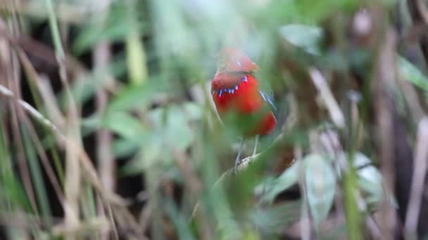 Pitta Faixa Azul Erythropitta Arquata Sabah Bornéu — Vídeo de Stock