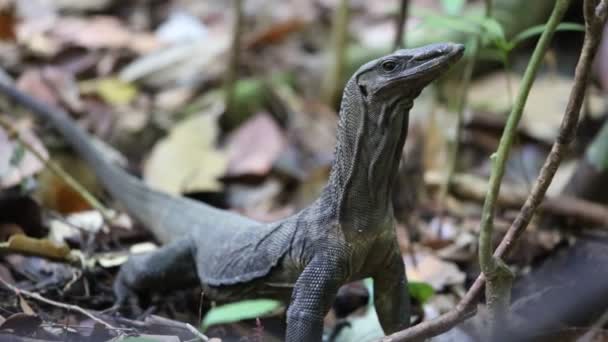 钻工监测蜥蜴 Rudicollis 在婆罗洲 — 图库视频影像
