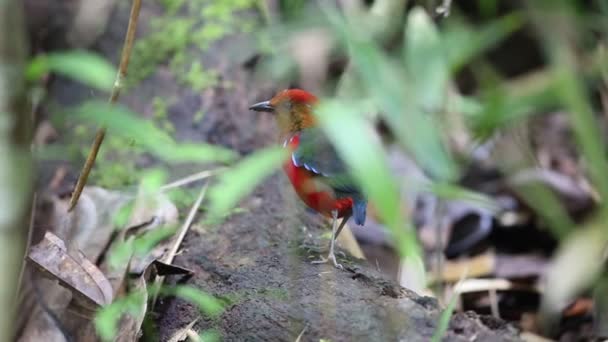 Sabah Borneo Mavi Bantlı Pide Erythropitta Arquata — Stok video