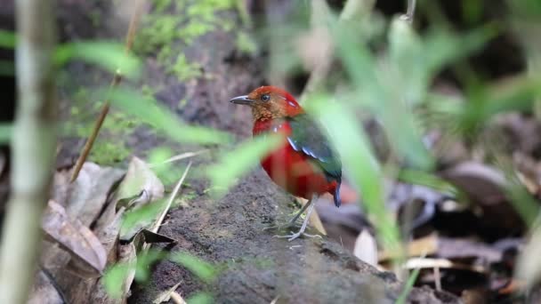 Blue Banded Pitta Erythropitta Arquata Sabah Borneo — Stock Video