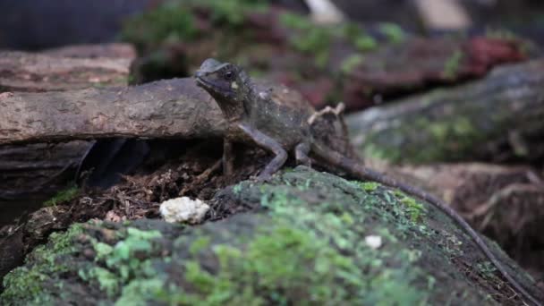 Borneo Anglehead Gyík Vagy Borneo Erdő Sárkány Gonocephalus Bornensis Sabah — Stock videók