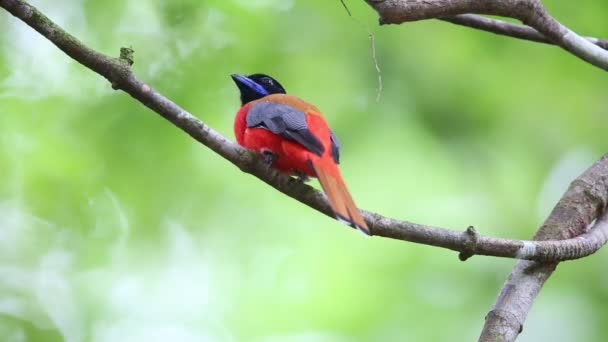 Scharlachrottrogon Harpactes Duvaucelii Sabah Borneo — Stockvideo