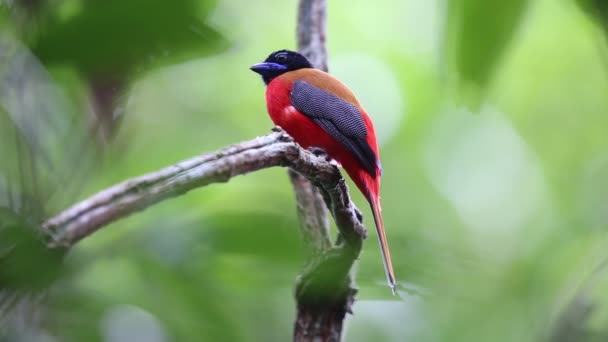 Sabah Borneo Kızıl Sırtlı Trogon Harpactes Duvaucelii — Stok video