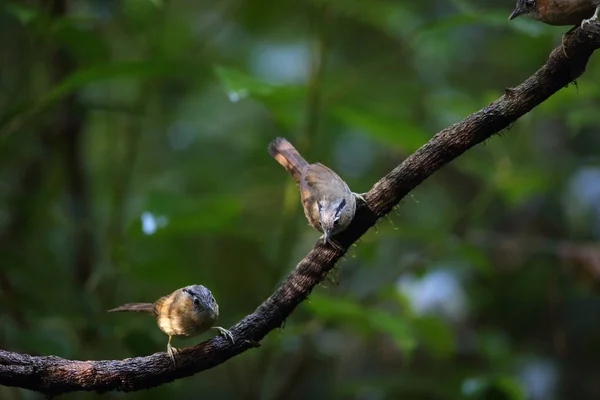 Grå Throated Babbler Stachyris Nigriceps Dalat Vietnam — Stockfoto