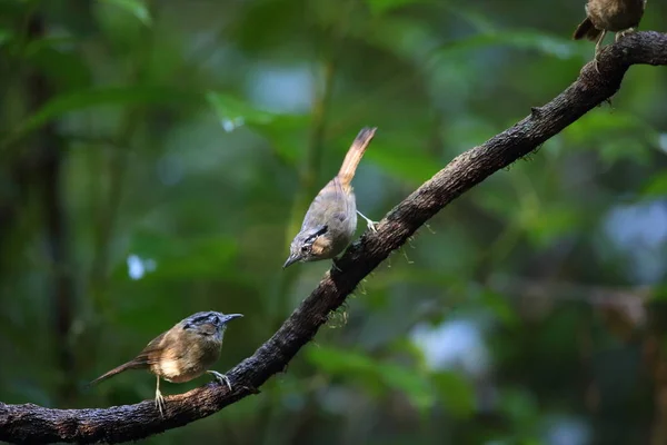 Grijs Throated Babbler Stachyris Nigriceps Lat Vietnam — Stockfoto