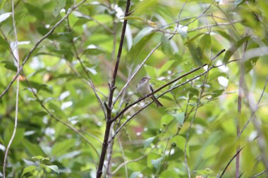 Mavi kanatlı Minla (Siva cyanouroptera orientalis) olarak Da lat, Vietnam
