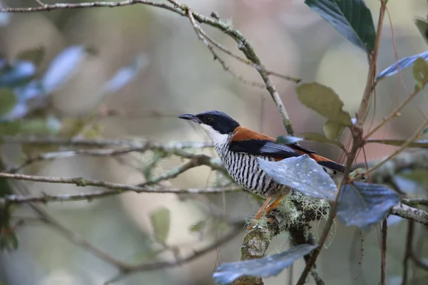 Vietnam 'da Vietnamlı Cutia Lealeni
