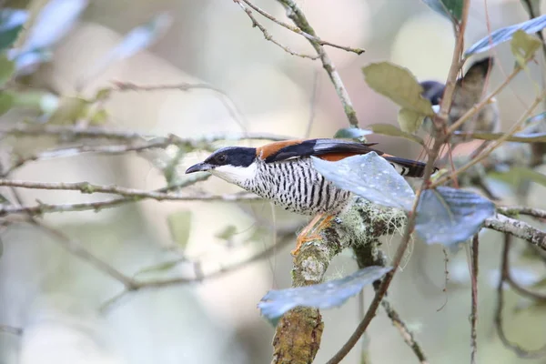 Vietnam 'da Vietnamlı Cutia Lealeni