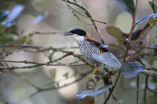 Vietnam 'da Vietnamlı Cutia Lealeni
