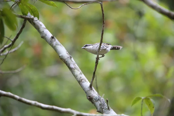 Журавель Вінценосний Східний Crocias Crocias Langbianis Lat Єтнам — стокове фото