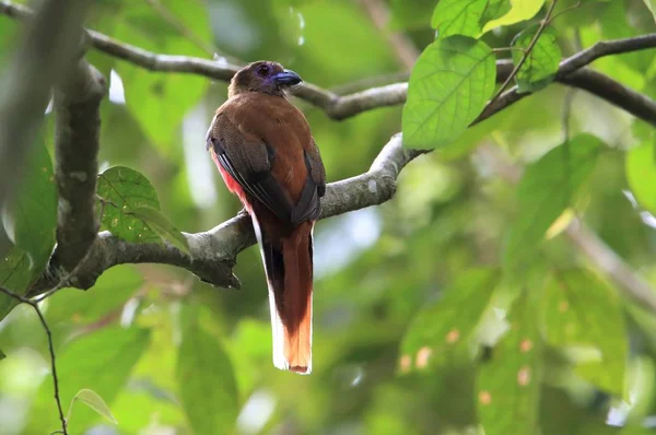 Trogon Diard Harpactes Diardii Borneo Malezja — Zdjęcie stockowe