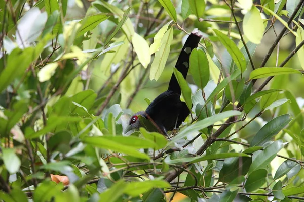 Μαύρο Bellied Malkoha Phaenicophaeus Diardi Sabah Βόρνεο — Φωτογραφία Αρχείου