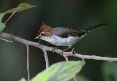 Kestane tepeli Yuhina (Yuhina everetti) Borneo, Malezya