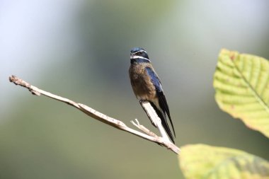 Borneo, Malezya bıyıklı treeswift (Hemiprocne comata)
