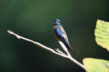 Borneo, Malezya bıyıklı treeswift (Hemiprocne comata)