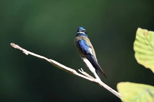 Whiskered Treeswift Hemiprocne Comata Borneo Malaysia — Stock Photo, Image