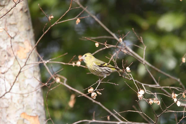 Eurasischer Zeisig Carduelis Spinus Japan — Stockfoto