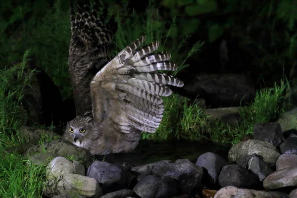 Blakiston Barátait Hal Bagoly Ketupa Blakistoni Hokkaido Japán — Stock Fotó