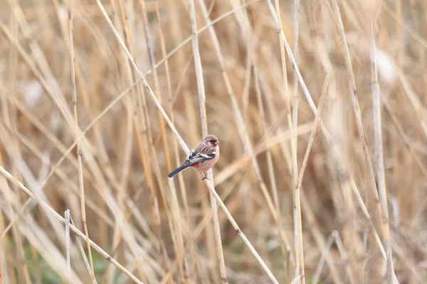 日本长尾朱雀 Carpodacus — 图库照片