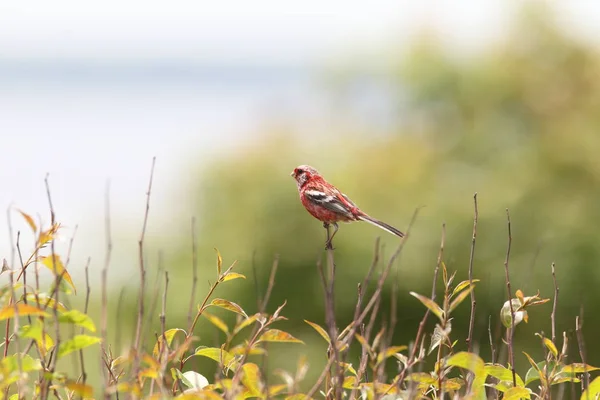 Rosefinch Longue Queue Carpodacus Sibiricus Japon — Photo
