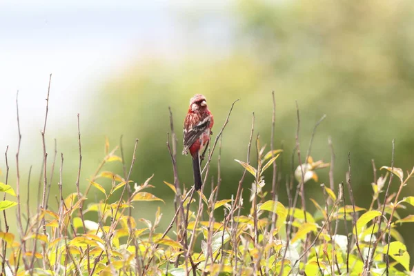 Rosefinch Cauda Longa Carpodacus Sibiricus Japão — Fotografia de Stock