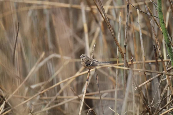 Rosefinch Cauda Longa Carpodacus Sibiricus Japão — Fotografia de Stock