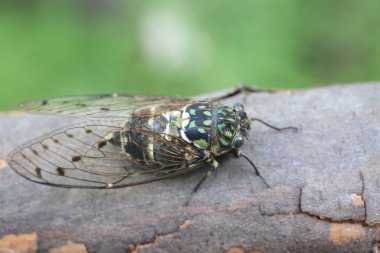 Japonya'da minmin sağlam Cicada (Hyalessa maculaticollis)