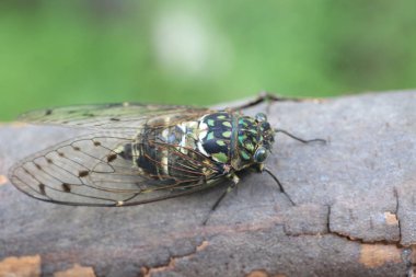 Minmin Robust Cicada (Hyalessa maculaticollis) in Japan clipart