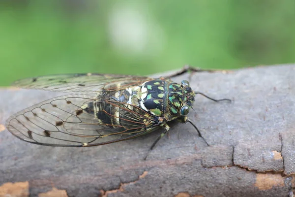 Minmin Robusto Cicada Hyalessa Maculaticollis Japão — Fotografia de Stock