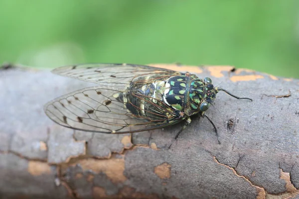 Minmin Robust Cicada Hyalessa Maculaticollis Japan — Stock Photo, Image