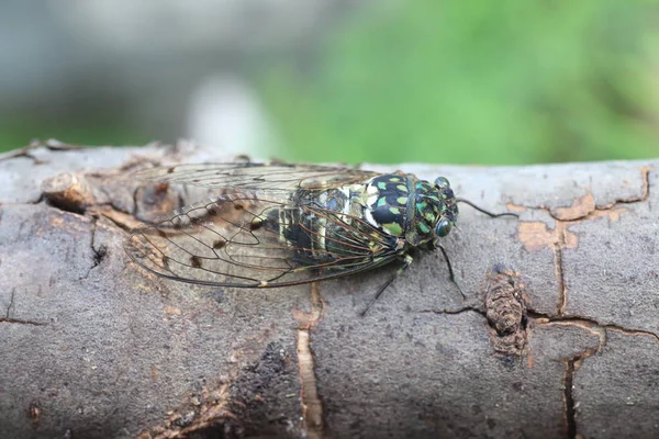 Dejan Robusztus Cicada Hyalessa Maculaticollis Japán — Stock Fotó