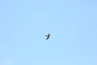 Avrasya hobi (Falco subbuteo) Japonya'da