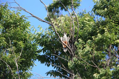 Avrasya hobi (Falco subbuteo) Japonya'da