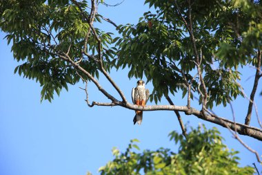 Avrasya hobi (Falco subbuteo) Japonya'da