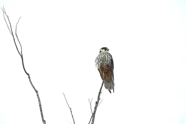 Eurasian Hobby Falco Subbuteo Japan — Stock Photo, Image