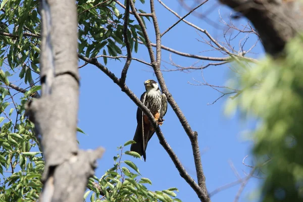 Ostříž Lesní Falco Subbuteo Japonsku — Stock fotografie