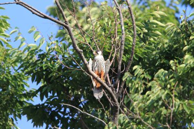 Avrasya hobi (Falco subbuteo) Japonya'da