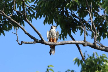 Avrasya hobi (Falco subbuteo) Japonya'da