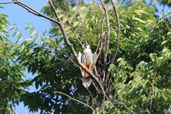 Avrasya hobi (Falco subbuteo) Japonya'da